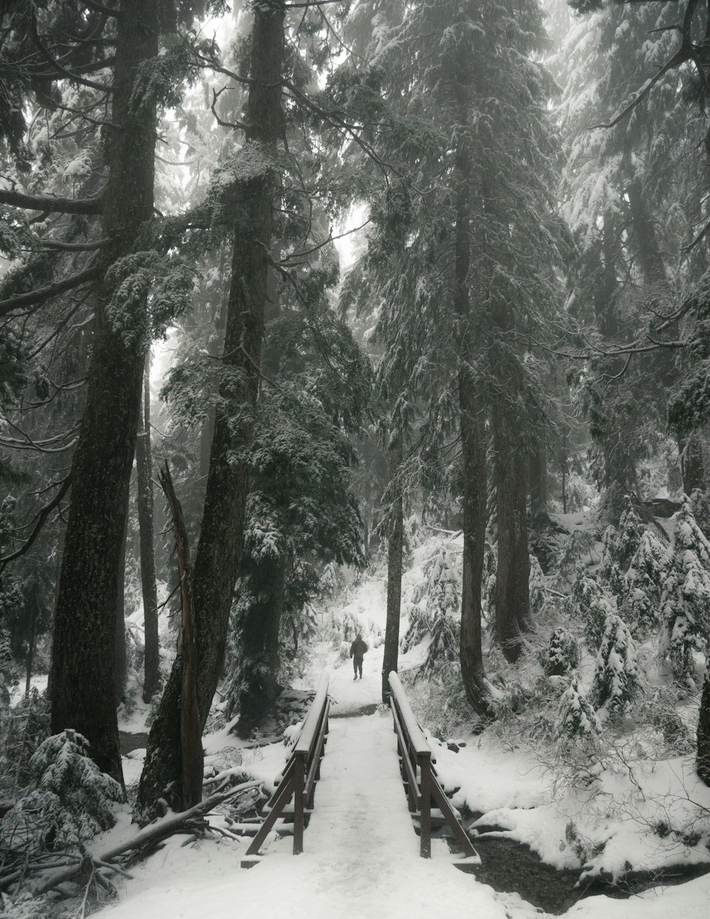 snow covered pathway between trees