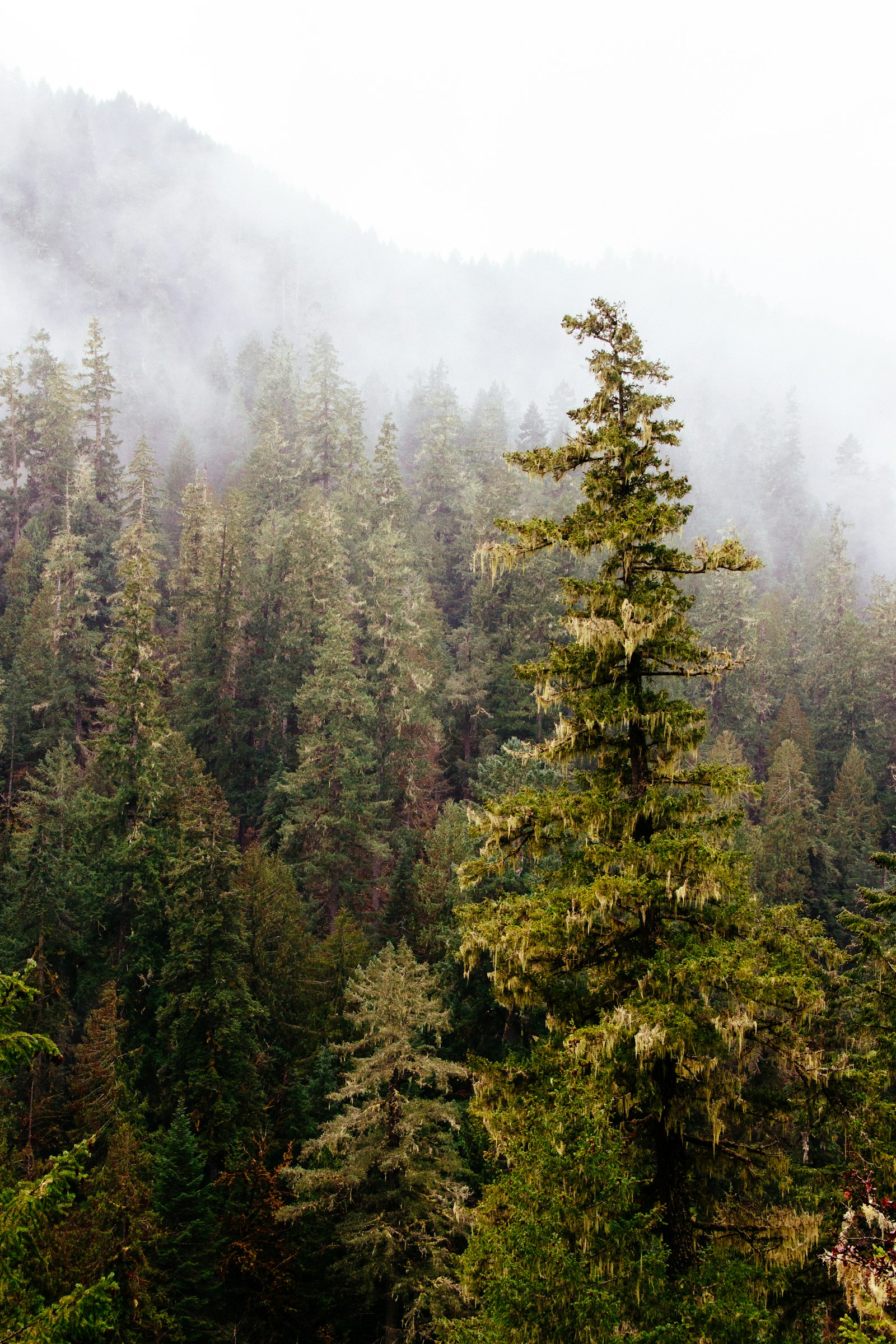 Canon EOS 700D (EOS Rebel T5i / EOS Kiss X7i) + Tamron 16-300mm F3.5-6.3 Di II VC PZD Macro sample photo. Trees near foggy mountain photography