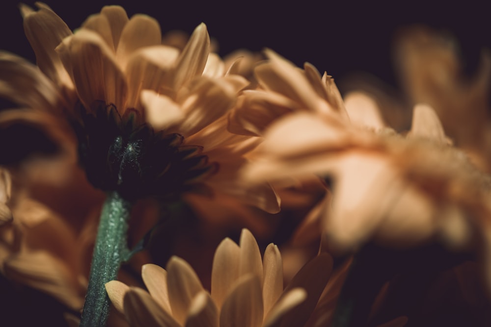 Photo de mise au point sélective de la fleur de gerbera