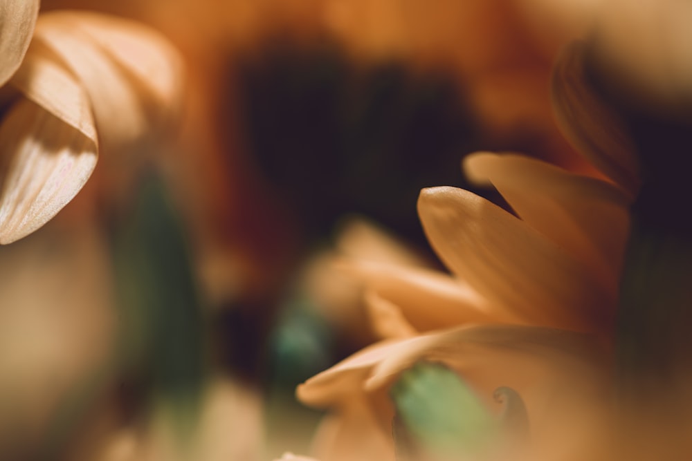 close-up photography of yellow flower