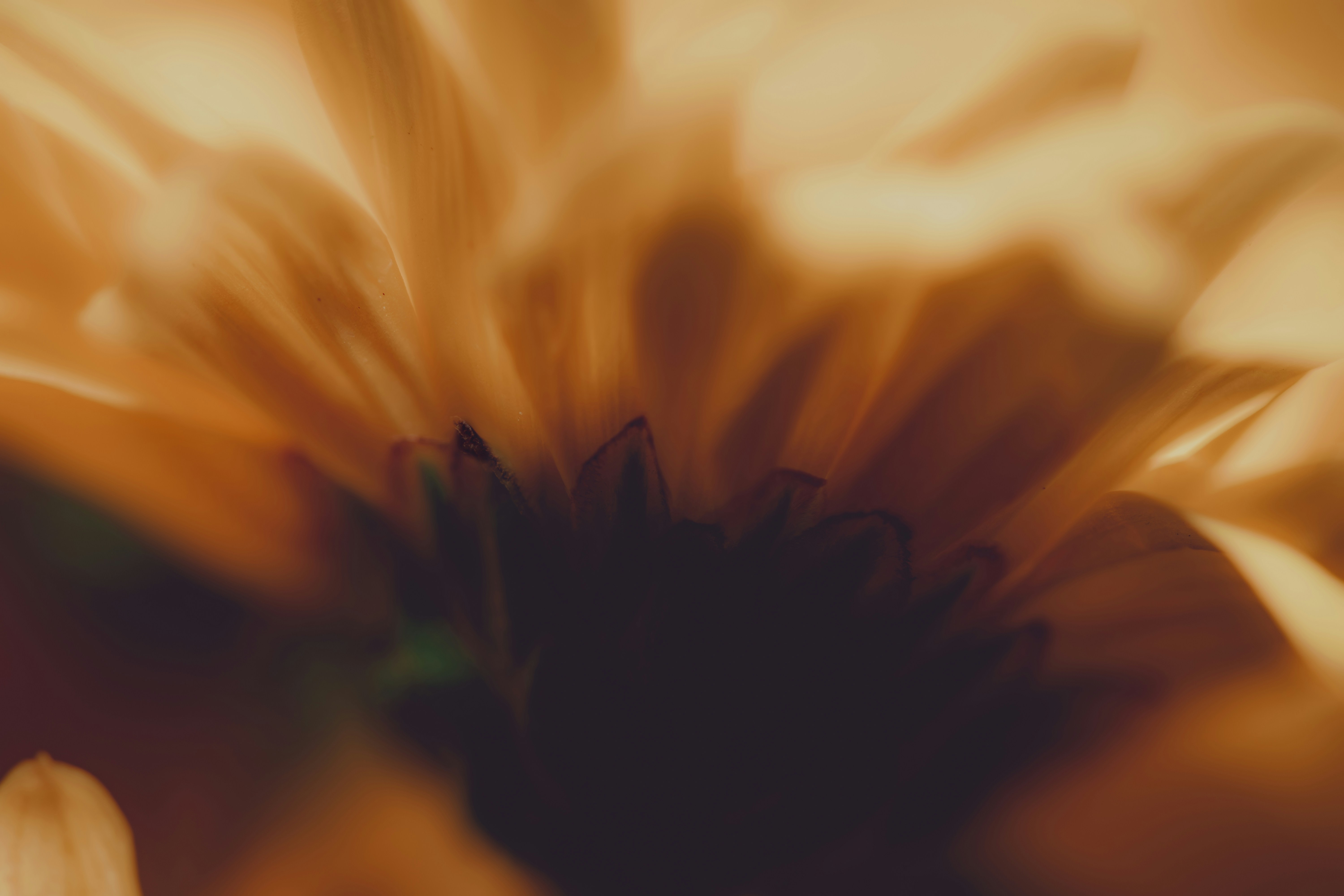 Photo by timothycdykes