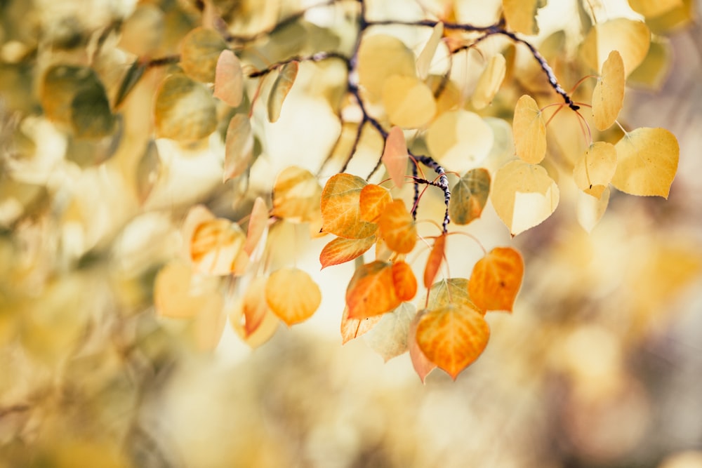 orangefarbene und gelbe getrocknete Blätter am Baum
