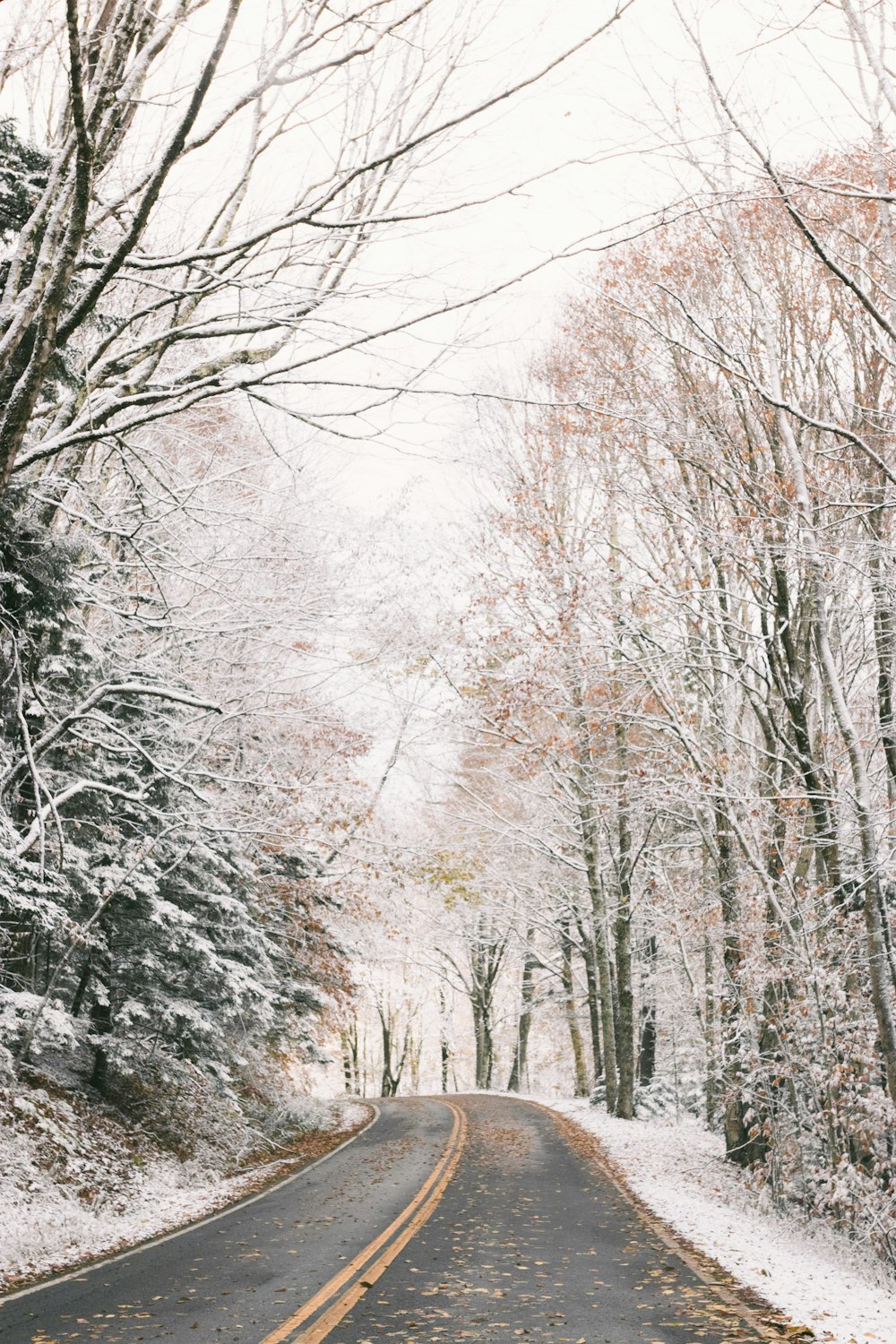 asphalt road at middle of leafless trees