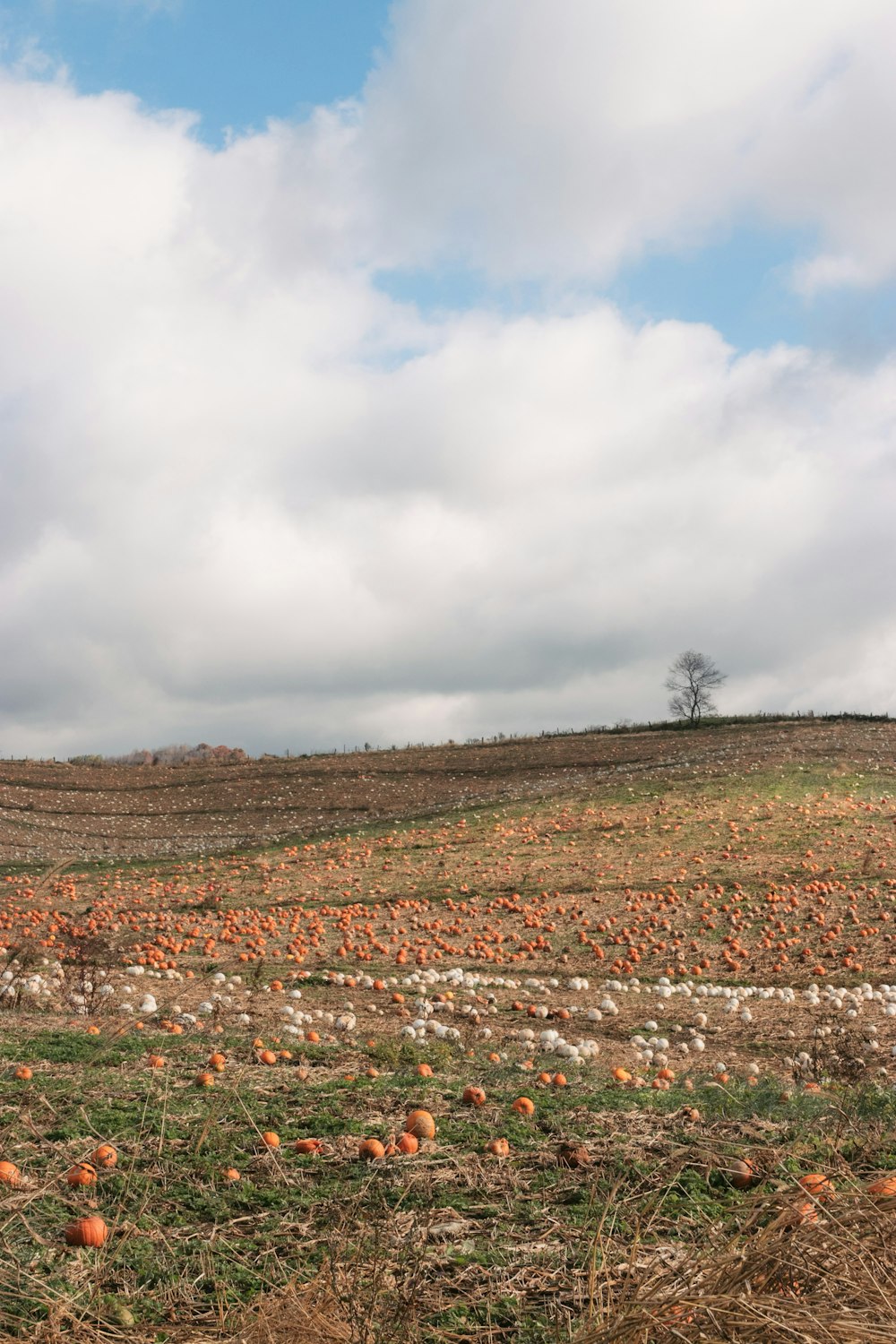 field of pumpkin