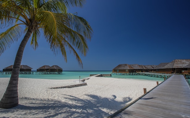 A serene tropical beach setting featuring a large palm tree on white sandy shores, overwater bungalows in the background, and a wooden walkway leading to the bungalows. The sky is clear and blue, and the ocean appears calm with a turquoise hue.