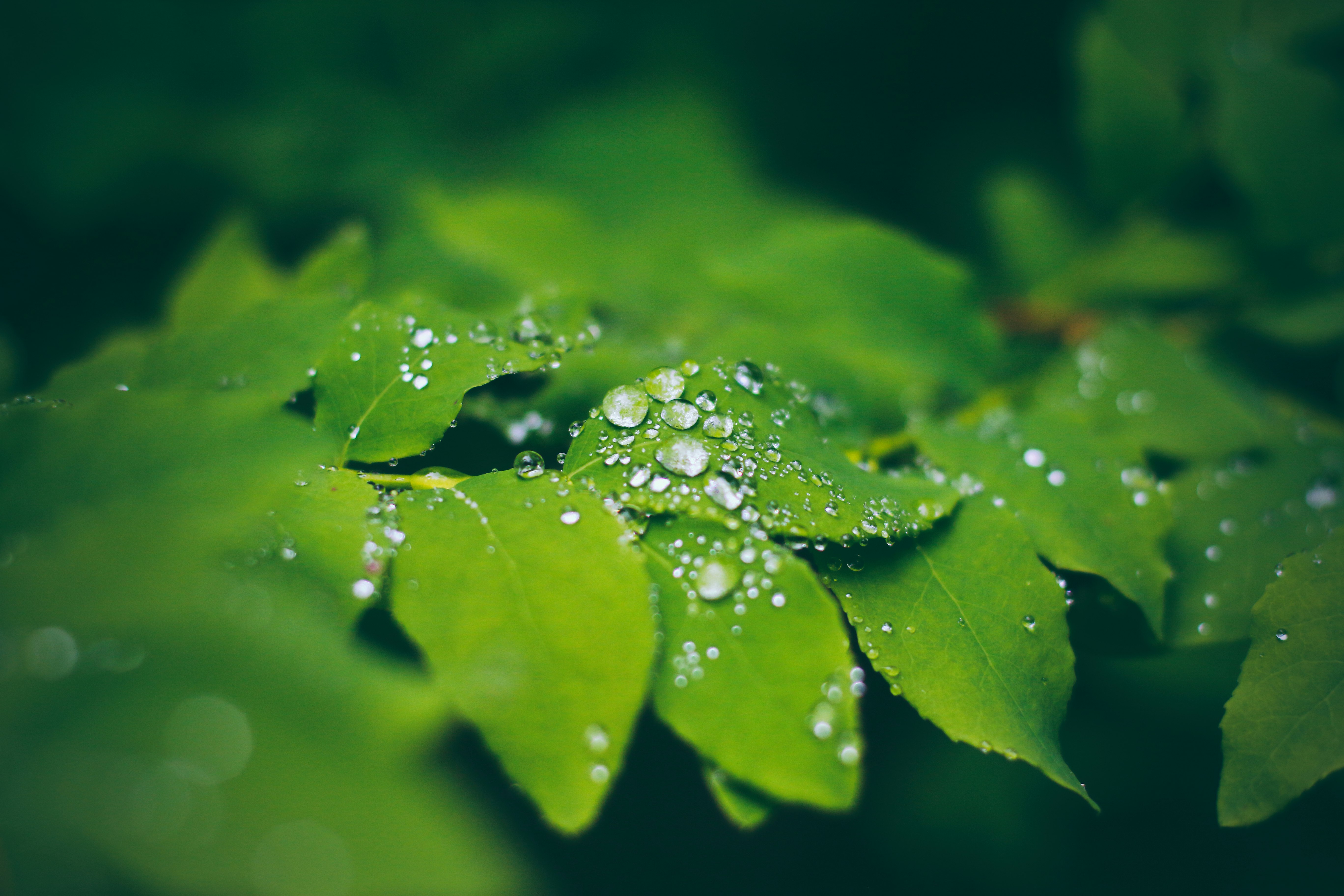 selective focus photo of water dew on leaves