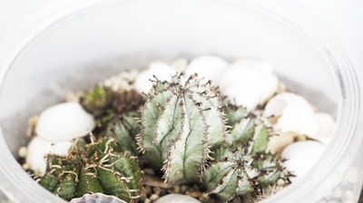 green cacti in clear pot