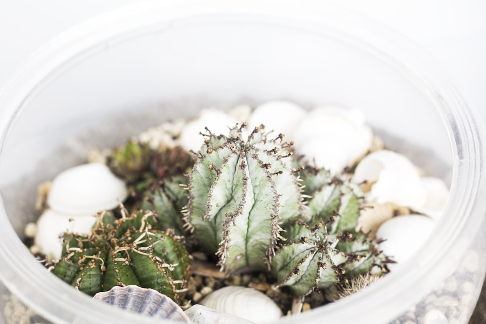 green cacti in clear pot