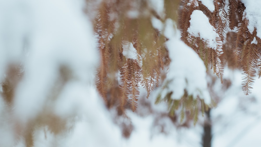 snow-covered brown-leafed plant