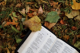 An open book with text in a non-Latin script lies atop a bed of fallen autumn leaves. A large brown leaf partially covers the book, adding to the scene's natural, earthy feel.