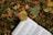 An open book with text in a non-Latin script lies atop a bed of fallen autumn leaves. A large brown leaf partially covers the book, adding to the scene's natural, earthy feel.