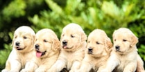 five yellow Labrador retriever puppies