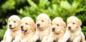 A group of golden retriever puppies cuddled together on a pastel brown blanket, showing their playful bond