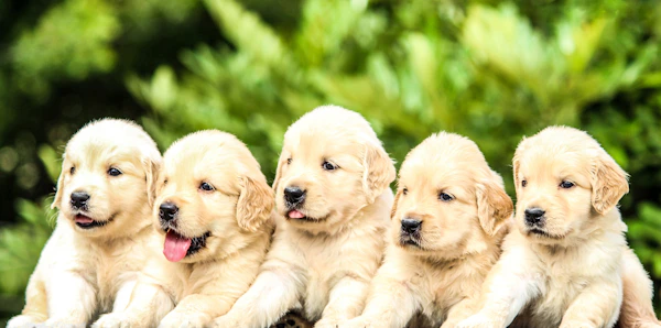 Labrador Puppies Bangalore