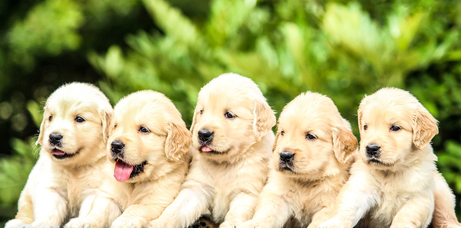 A happy row of golden retriever puppies