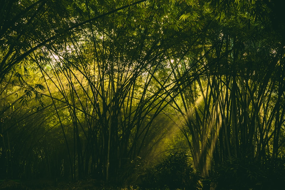 bamboo trees on woods