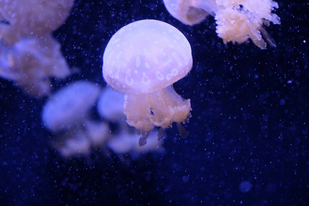 underwater photography of jelly fish