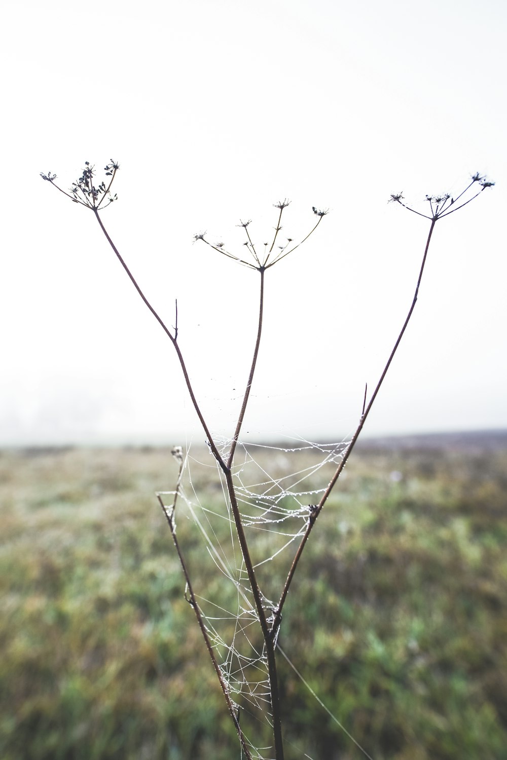 spider web on dandelion twig