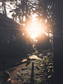 gray pathway surrounded by plants during daytime