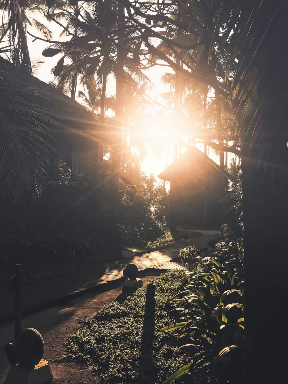 gray pathway surrounded by plants during daytime