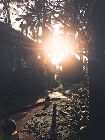 Sunlight filters through tall palm trees, casting long shadows on a narrow pathway lined with lush greenery. Two wooden structures, possibly huts or cabins, are visible in the background, surrounded by dense tropical foliage. The scene evokes a tranquil, secluded atmosphere.