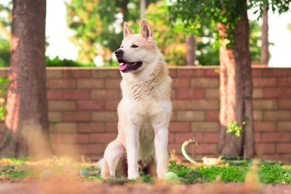 white dog sitting on grass