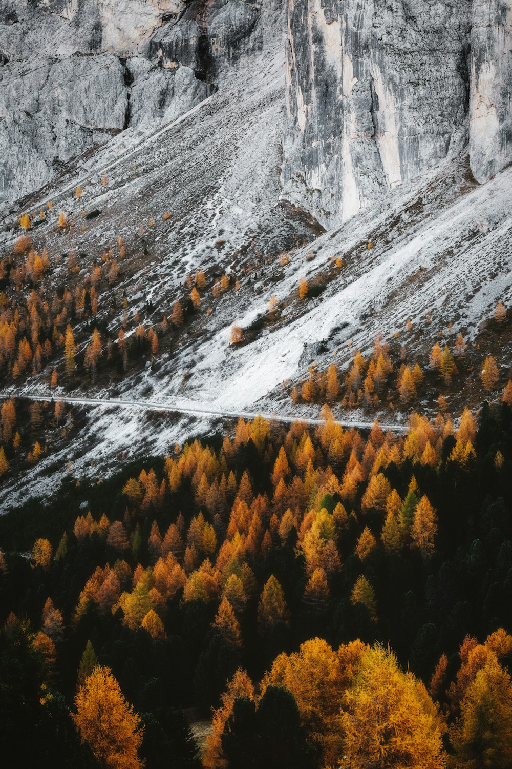 aerial view photography of forest