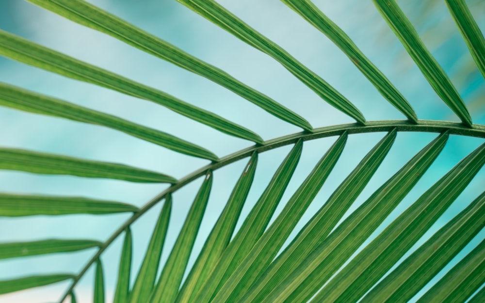 green-leafed plant