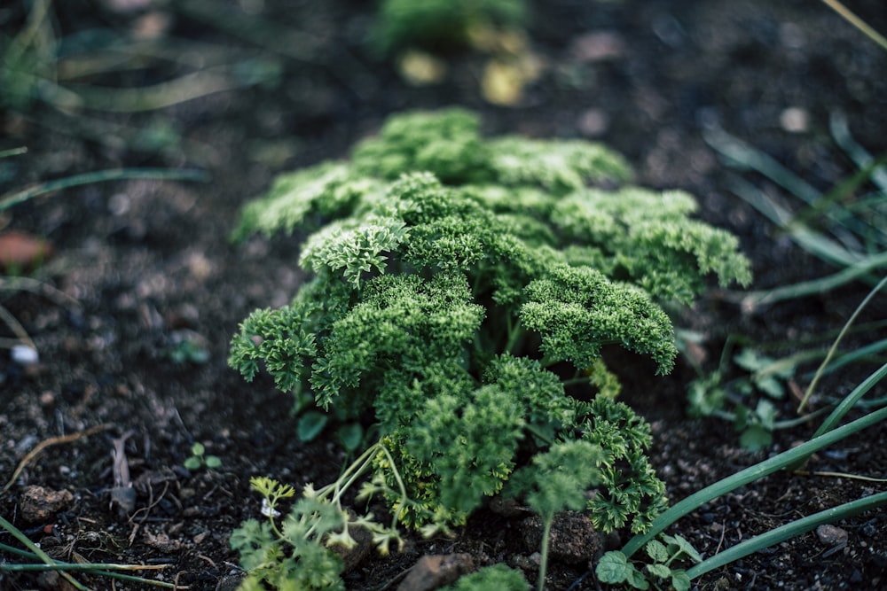 close-up photo of green leaf plants