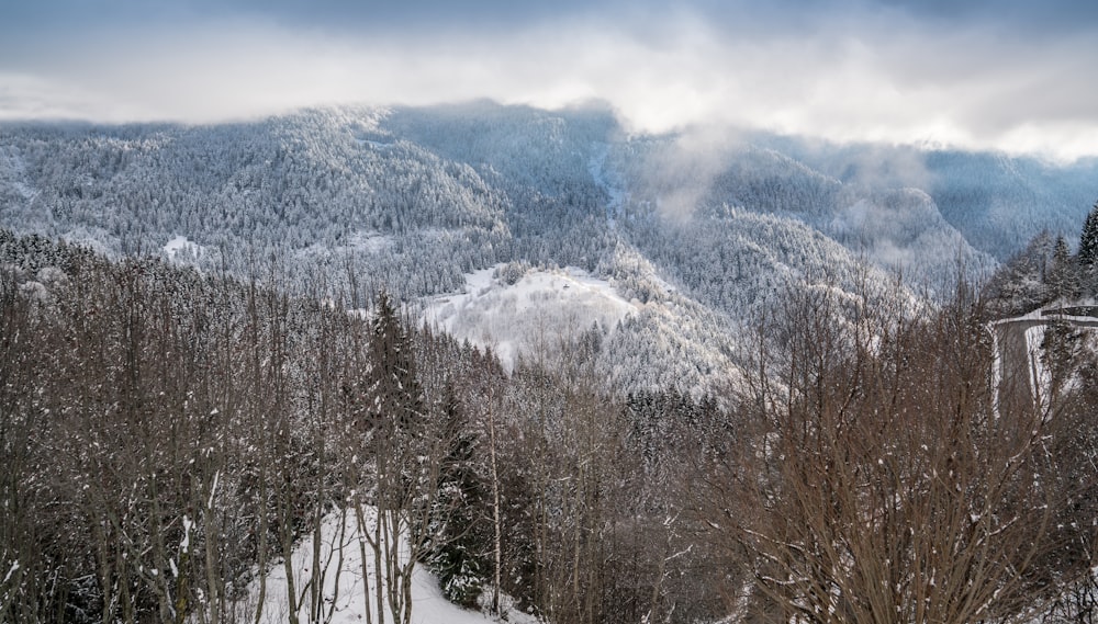 trees near mountain