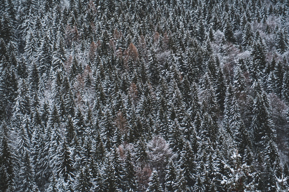 Photo aérienne d’une forêt enneigée