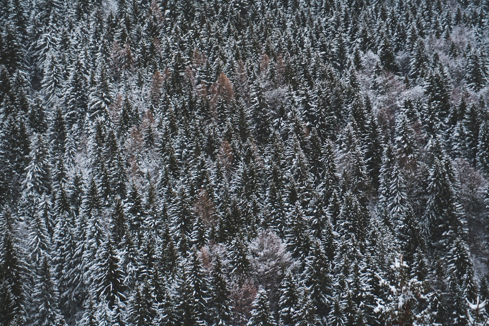 aerial photo of snow covered forest