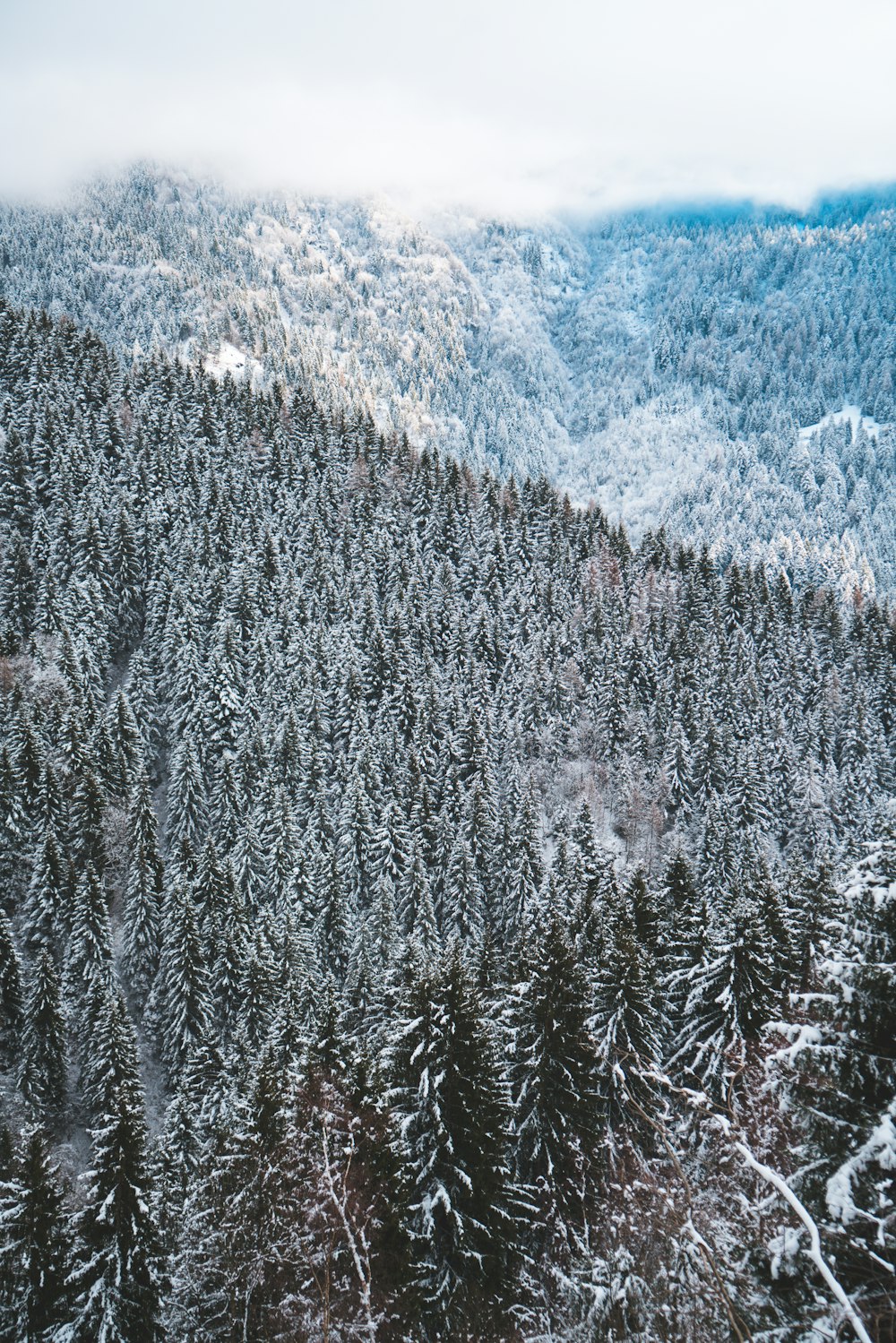 Kiefern mit Schnee bedeckt