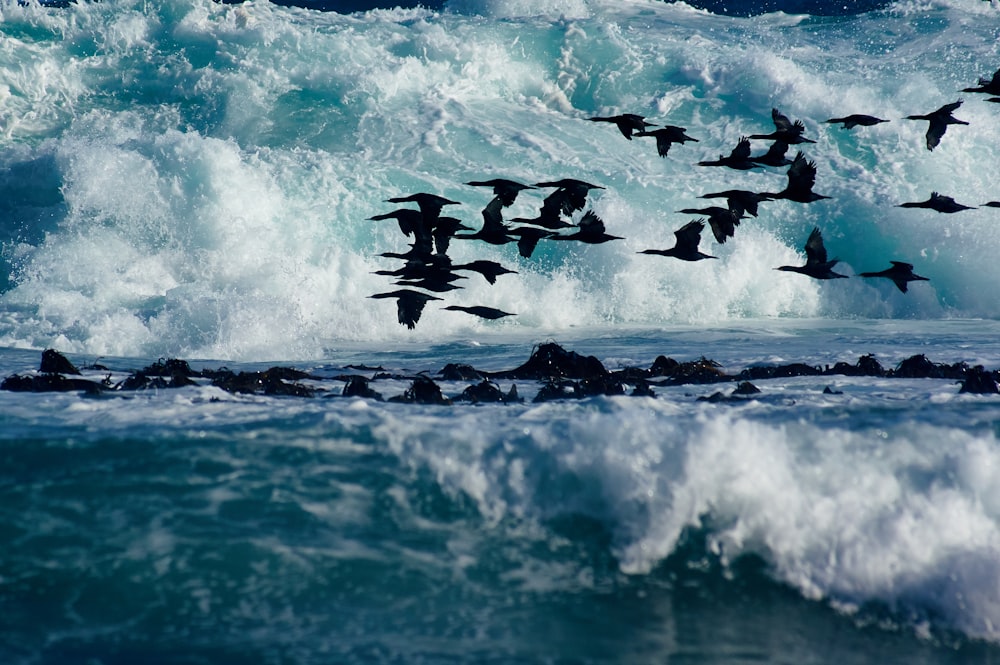 flock of birds above water