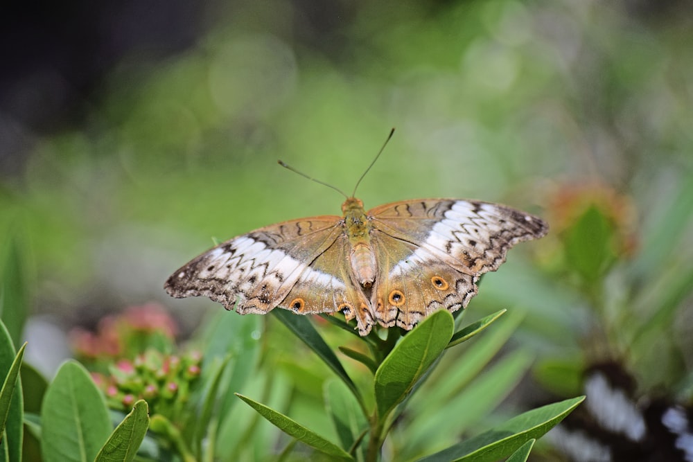 brown and black butterfly on plant selective focus photography