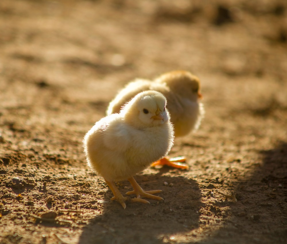 deux poussins jaunes sur le sol