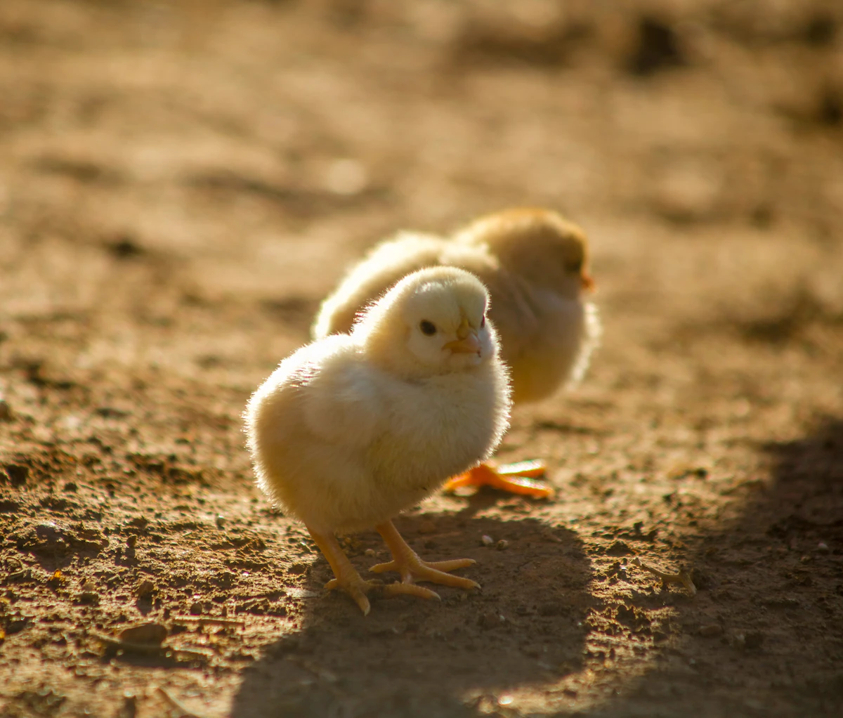 Two yellow day-old chicks standing close together