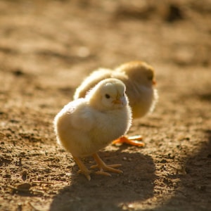 two yellow chicks on ground