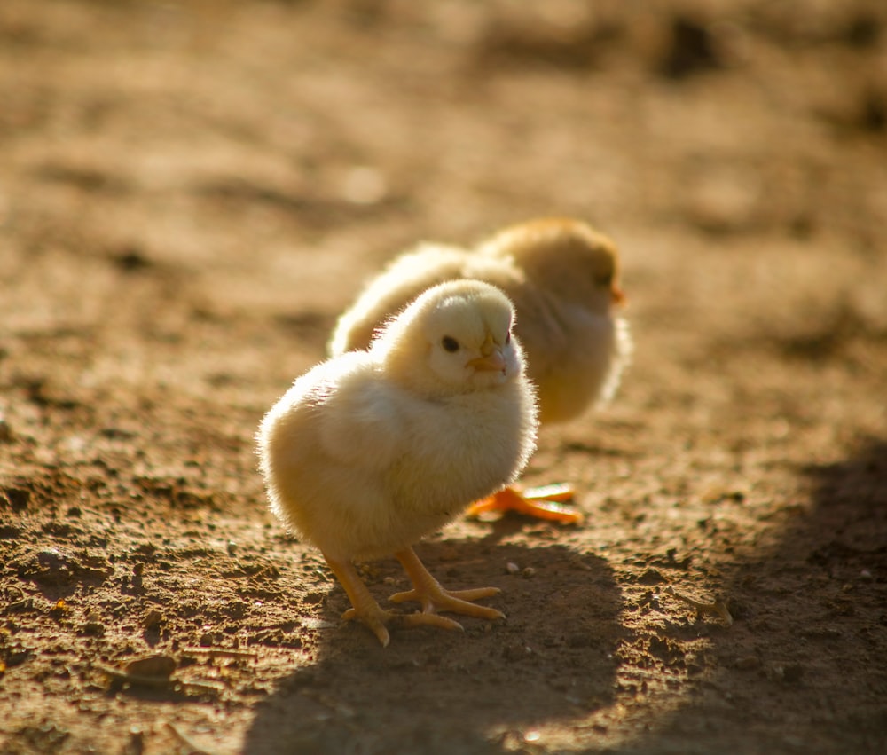 two yellow chicks on ground