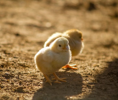 Two tiny golden young chicks on the ground.