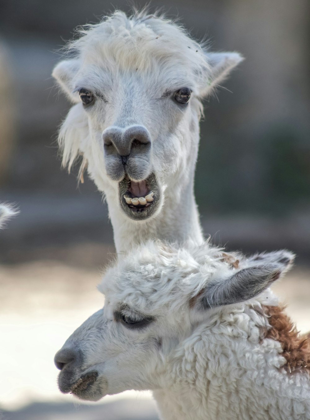 two white alpacas