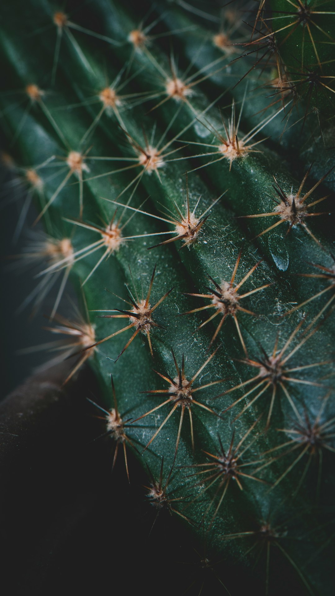 cactus plant