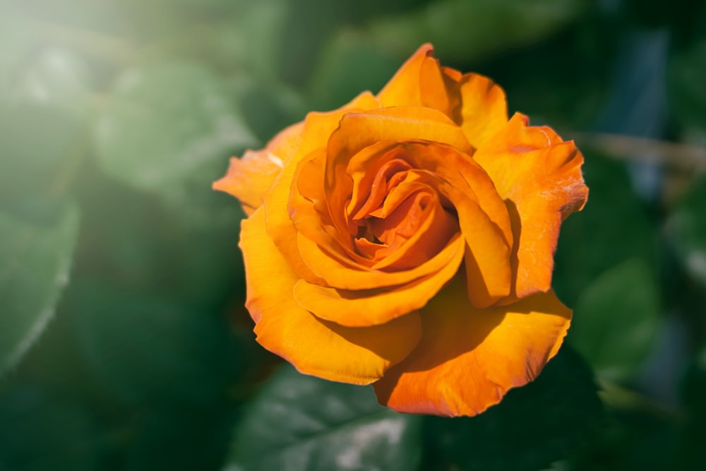 orange rose