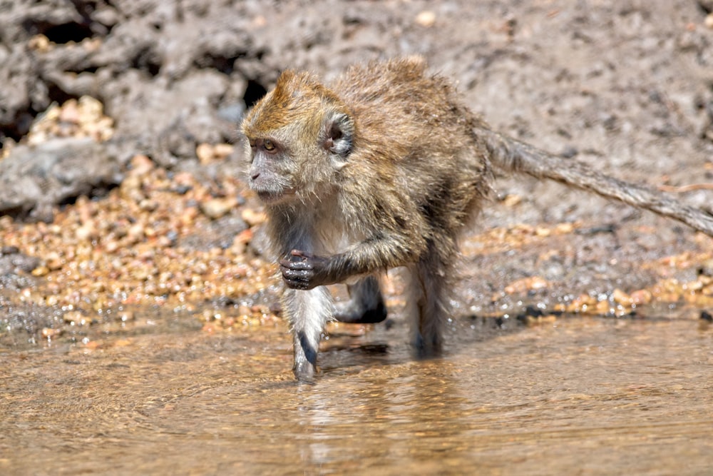 monkey on body of water