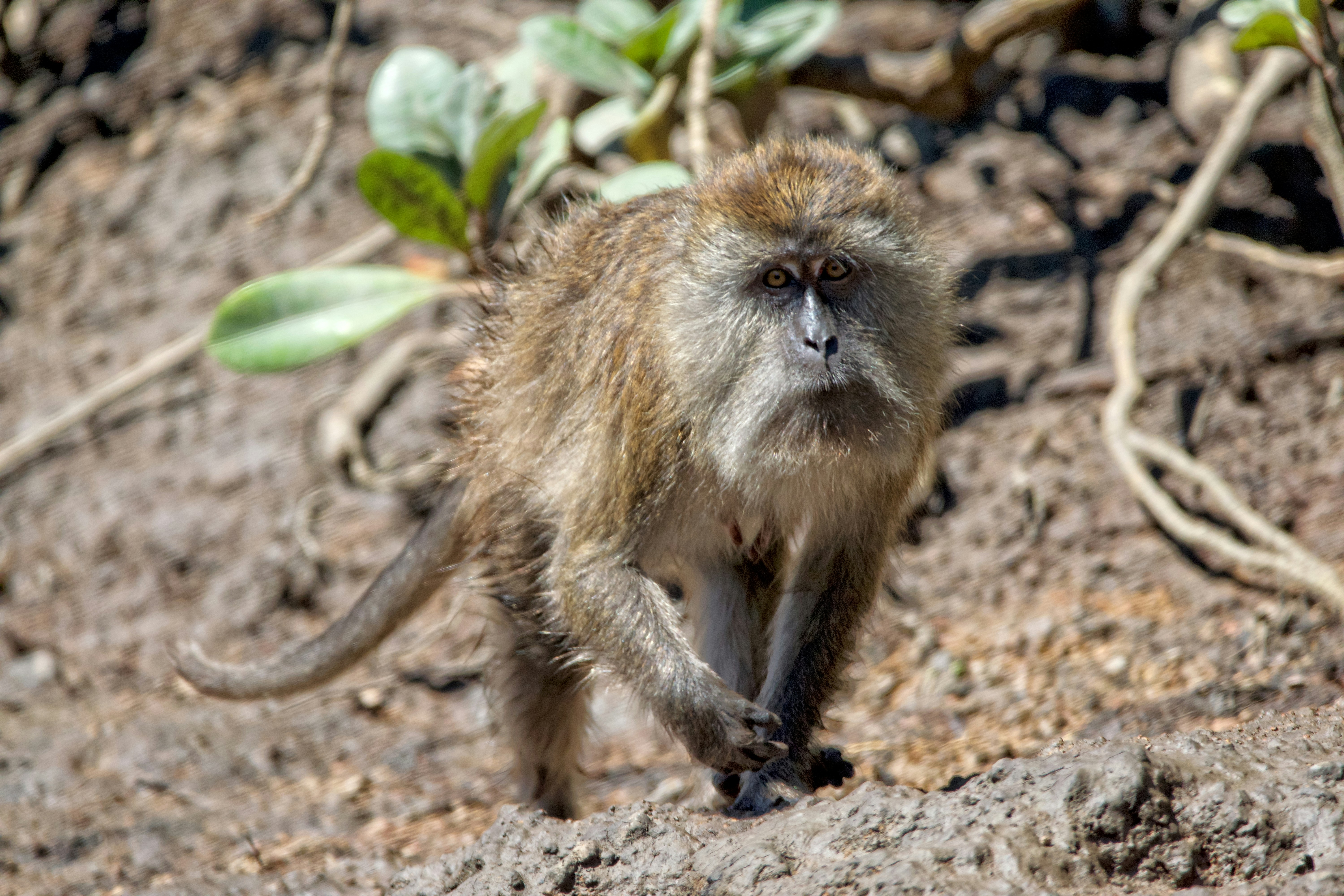 Обезьяна гвинейский павиан. Мандрил. Павиан мандрил. Голосистый примат 5 букв. Бесхвостый макак магот.