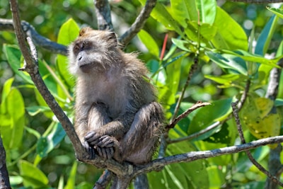 monkey on tree trunk