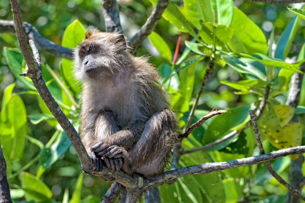 monkey on tree trunk