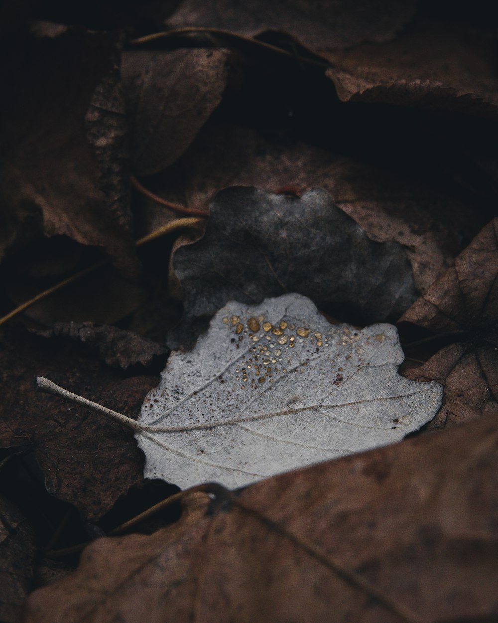 feuilles blanches et brunes