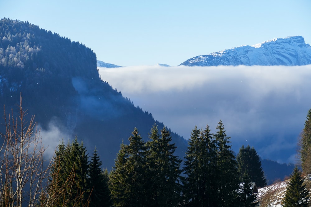 trees near mountain