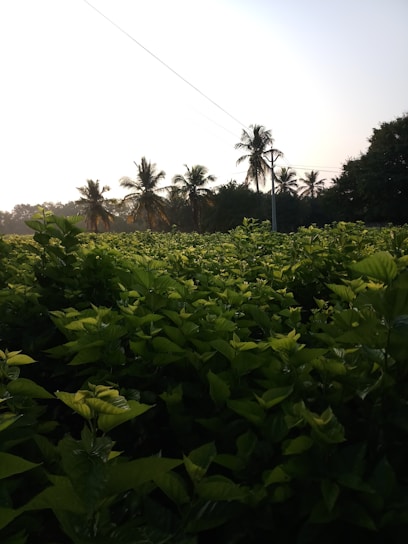 A lush field of patchouli plants growing under warm sunlight in West Sumatra.